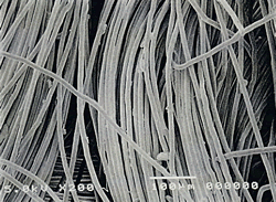 無処理テンセル