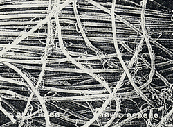 モミ・バイオ加工→５回洗濯後